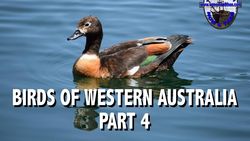 Birds of Western Australia 4